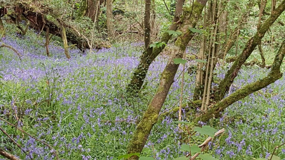 bluebells in Fynnone Woodland